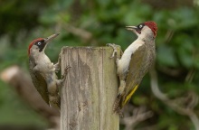 Βελανίδια Καλιφόρνια
