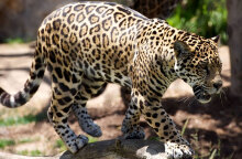 Λεοπάρδαλη στην Ινδία