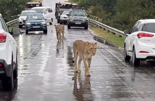 Σε λιοντάρια οφειλόταν το μποτιλιάρισμα σε δρόμο στη Νότια Αφρική