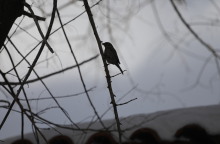 Πουλάκι σε κλαδί εν μέσω χειμώνα