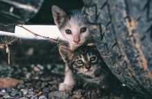 Βιετνάμ: Ανακαλύφθηκαν 2.000 νεκρές γάτες που προορίζονταν για την παραδοσιακή ιατρική	