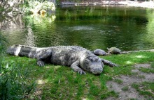 Βρέθηκε περιπλανώμενος αλιγάτορας στο Μπρούκλιν