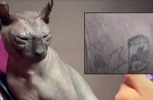 Η γάτα στο Μεξικό με το τατουάζ συμμορίας στο σώμα της