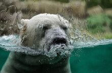 Πολική αρκούδα σε ζωολογικό κήπο