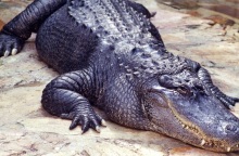 ΗΠΑ: Viral ο αλιγάτορας που λυγίζει τα κάγκελα φράχτη