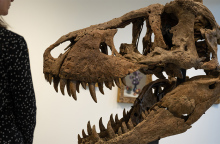 Τυραννόσαυρος Ρεξ