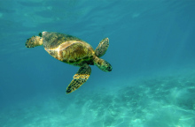 Θαλάσσια χελώνα