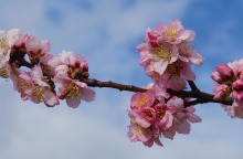 Ανθισμένη αμυγδαλιά 