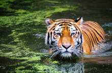 Τίγρης μέσα στο νερό