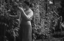 Πρωταπριλιά - Συγκομιδή μακαρονιών στην Ιταλία - Φάρσα του BBC