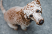 Θεσσαλονίκη: 50χρονος επιτέθηκε με μαχαίρι σε αδέσποτα