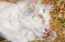 Αττικό Ζωολογικό Πάρκο: Ευθανασία στο λευκό τιγράκι προτείνουν οι κτηνίατροι