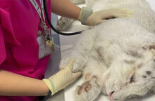 Λευκό τιγράκι