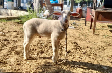 Επιχείρησαν να σφάξουν και να ψήσουν αρνάκι σε προαύλιο χώρο εκκλησίας