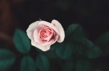 Εορτολόγιο: Σήμερα 30 Απριλίου 2023 γιορτάζει…