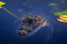 Αυστραλία: Αγνοούμενος ψαράς βρέθηκε μέσα σε έναν κροκόδειλο