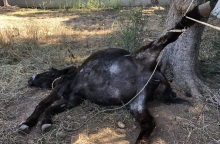 Κορωπί: 30.000 ευρώ πρόστιμο στον ιδιοκτήτη του γαϊδουριού που μπλέχτηκε στο σκοινί του και πέθανε