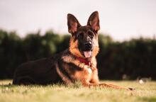 Γερμανικός ποιμενικός