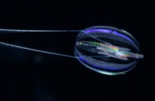 Βιολογία: Πώς έμοιαζαν τα πρώτα ζώα