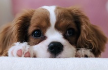 Ανήλικος κακοποίησε μικρό σκύλο στις Σέρρες