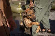 Ουκρανία, Η σπαρακτική φωτογραφία του σκύλου που αγκαλιάζει το πόδι του διασώστη του