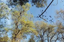 Κοράκια στο άλσος «Παυσίλυπο» της Καρδίτσας