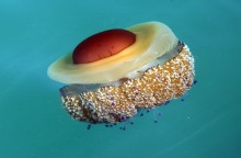 Τεράστια μέδουσα