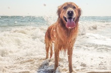 Σκύλος στη θάλασσα