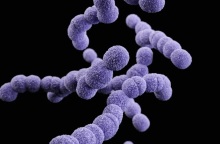 ΕΟΔΥ: Δέκα ερωτήσεις και απαντήσεις για τον στρεπτόκοκκο 