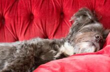 ​Γιατί μου καναπέθανες;