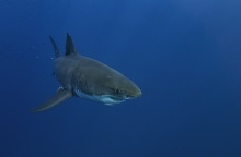 Ζάκυνθος: Καρχαρίας λίγο έξω από το λιμάνι