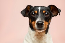 Ανήλικος κρέμασε από τον λαιμό σκύλο και τον μαστίγωσε 