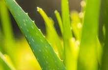 Αλόη Βέρα: Στη λίστα του ΠΟΥ με τις πιθανώς καρκινογόνες ουσίες