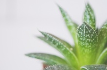 Αλόη βέρα: Γιατί ενδέχεται να ενταχθεί στις πιθανώς καρκινογόνες ουσίες