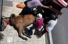 Νεκρό άλογο που έσερνε άμαξα στην Κέρκυρα