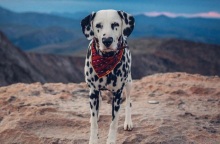 Wiley, το πιο αξιαγάπητο σκυλί Δαλματίας