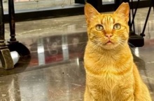 Η ΕΡΤ μας «συστήνει» τη γάτα του Ραδιομεγάρου