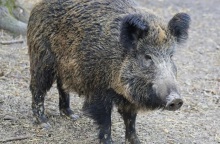 Βερολίνο: Η λέαινα που αναζητούνταν είναι πιθανότατα αγριογούρουνο