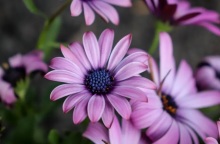 Εορτολόγιο: Σήμερα 22 Νοεμβρίου 2023 γιορτάζει…