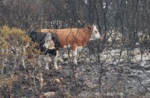 © ΓΙΩΡΓΟΣ ΚΟΝΤΑΡΙΝΗΣ/EUROKINISSI