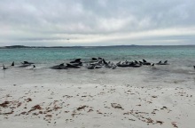 Αυστραλία: Δεκάδες μαυροδέλφινα εξόκειλαν σε παραλία 