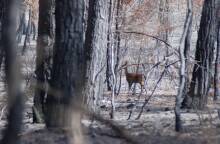 Eλαφάκι στα καμένα της Ρόδου