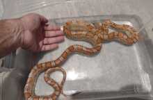 Corn snake βρέθηκε σε διαμέρισμα στη Θεσσαλονίκη