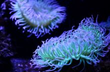 Θαλάσσια ανεμώνη