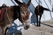 Γαϊδουράκι