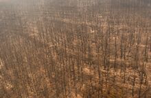 Καταστροφή από το πύρινο μέτωπο στην Αλεξανδρούπολη ©Konstantinos Tsakalidis / SOOC