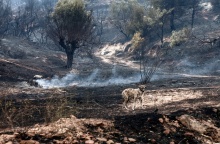 Αποκαΐδια μετά τη φωτιά στη Φυλή