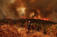 Καταστροφή στο δάσος Δαδιάς © Konstantinos Tsakalidis / SOOC