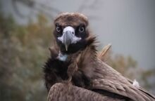 Kαίγεται και η θέση όπου βρίσκεται η αποικία του απειλούμενου με εξαφάνιση Μαυρόγυπα ©Αντώνης Στούμπας / ΟΡΝΙΘΟΛΟΓΙΚΗ