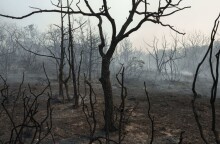 Καμένη έκταση κοντά στο χωριό Κίρκη ©Konstantinos Tsakalidis / SOOC